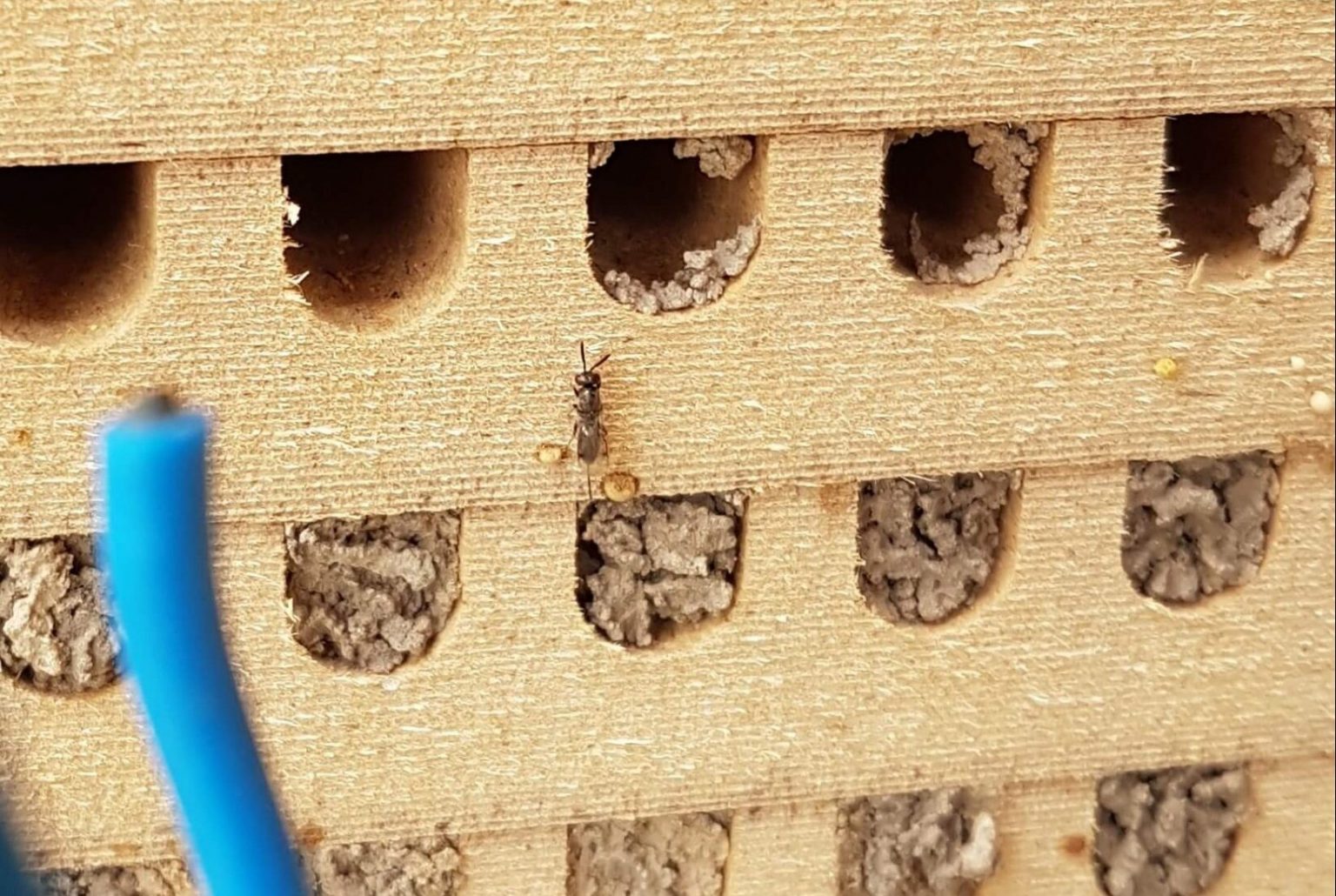 Erzwespe an Nisthilfe der Mauerbienen