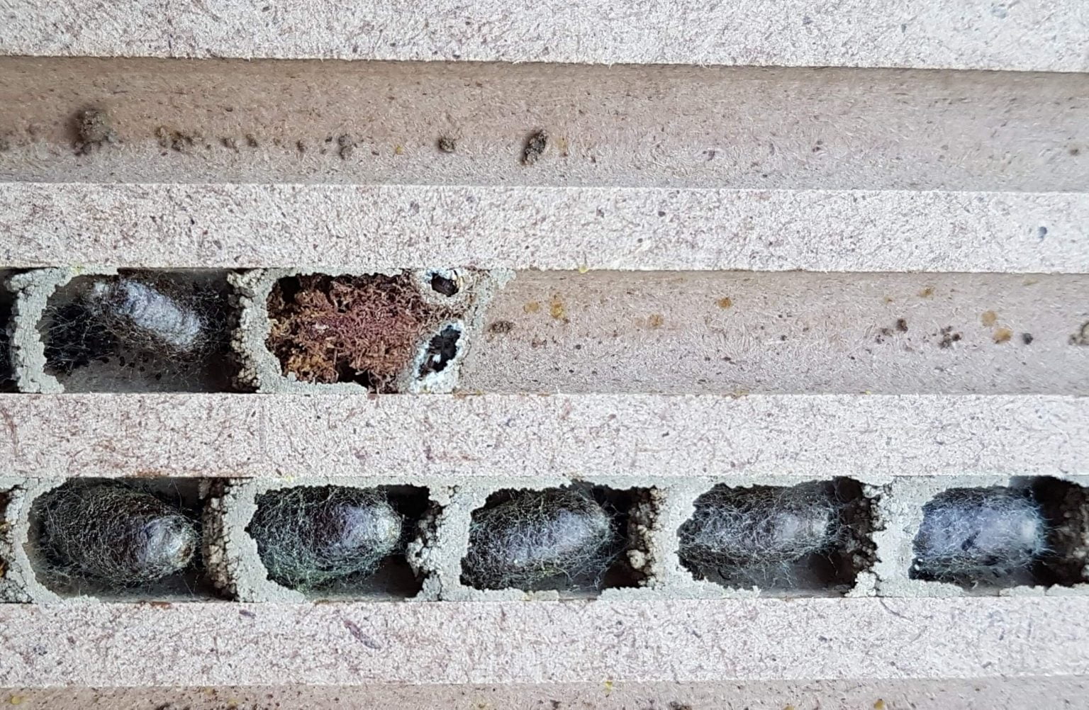 Nistbrett mit Kokons der Rostroten Mauerbiene (Osmia bicornis) und Kugelkäfer ungestört