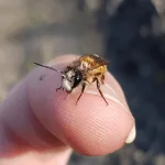 Männchen Rostrote Mauerbiene
