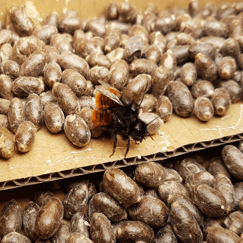 Paarung Gehörnte Mauerbienen, Hintergrund Kokons Rote Mauerbienen