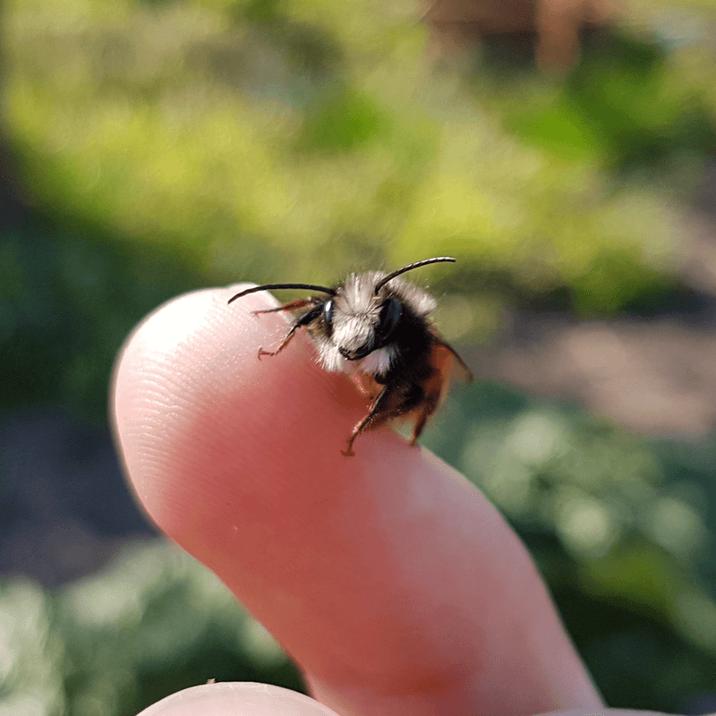 Mauerbienen Kaufen Meine 5 Tipps Beachten