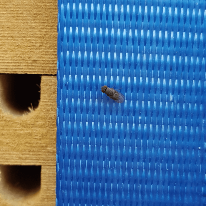 Taufliege Cacoxenus indagator