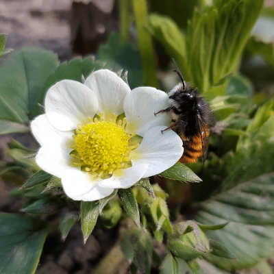 bestaeubung gehörnte mauerbiene erdbeerblüte