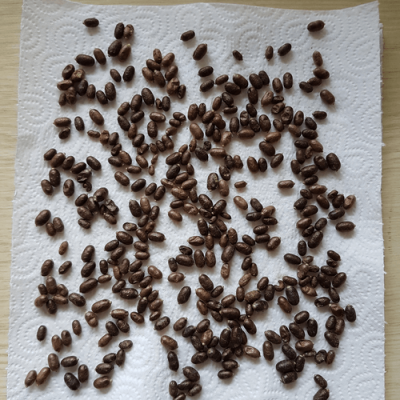 Kokons Rostrote Mauerbiene (Osmia bicornis) reinigen ueberwintern trocknen