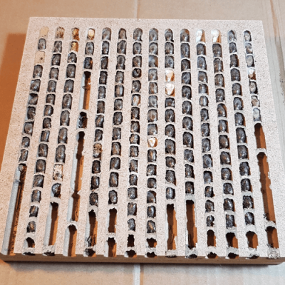 Nistbrettchen mit Kokons der Rostroten und Gehörnten Mauerbiene (Osmia bicornis und cornuta)