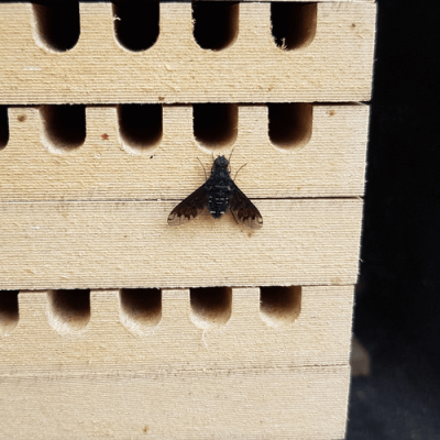 Nestbau Schaedlinge Trauerschweber an Rostroten Mauerbiene (Osmia bicornis) Nisthilfe