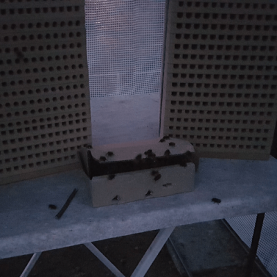 mauerbienen-schlupf-ausbringung Schlupf Gehörnte Mauerbienen bei Morgengrauen an Niststand