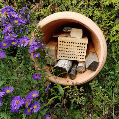 standort Nisthilfe auswaelen Rostrote Mauerbiene (Osmia bicornis) in Blumentopf standort Nisthilfe auswaelen Rostrote Mauerbiene (Osmia bicornis) in Blumentopf