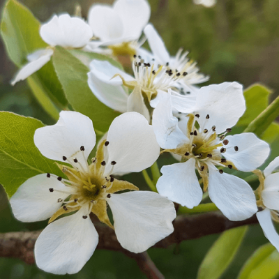 obstblüte-mauerbienen-weiß Obstbaumblüte weiß