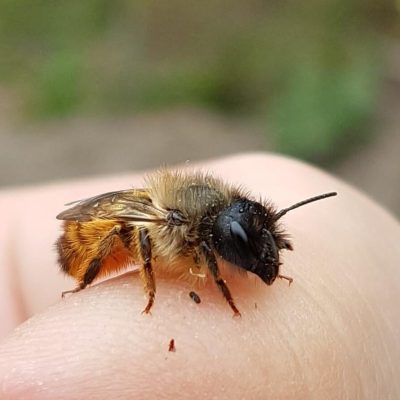 rostrote-mauerbiene-osmia-bicornis-4 Rostrote Mauerbiene (Osmia bicornis) auf Hand vergrößert