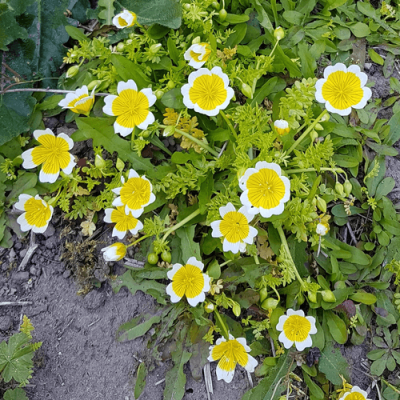 spiegeleiblume Spiegeleiblume