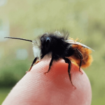 firstbee